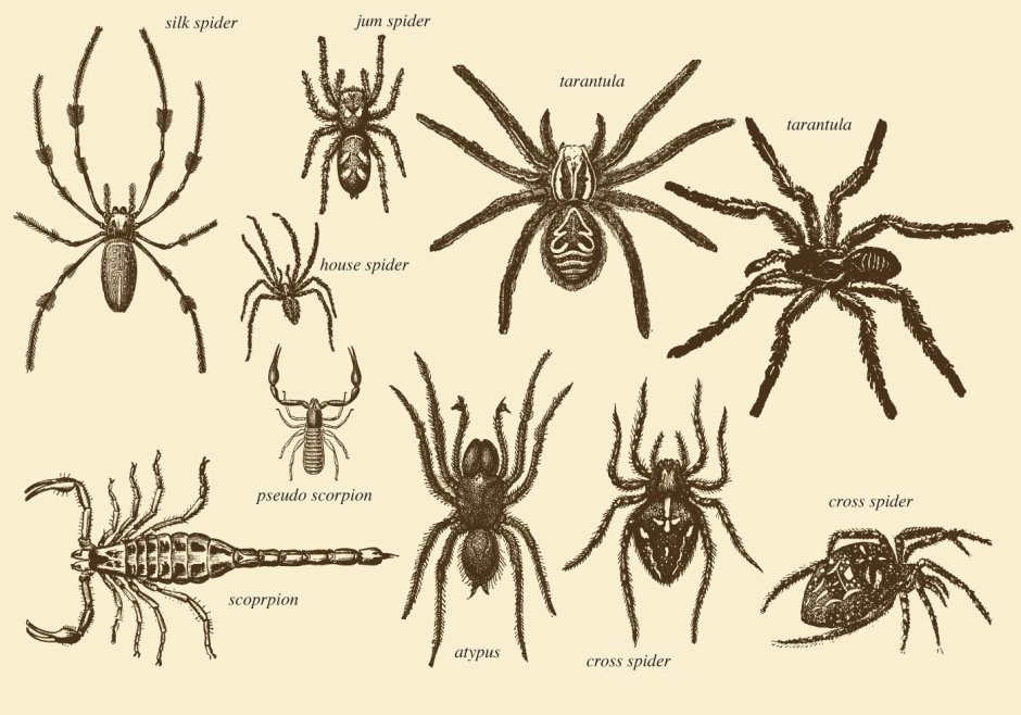 Missulena occatoria