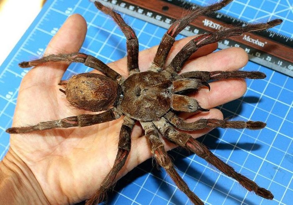 Паук золотопряд Nephila
