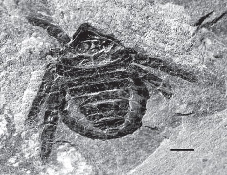 Aelurillus v-insignitus