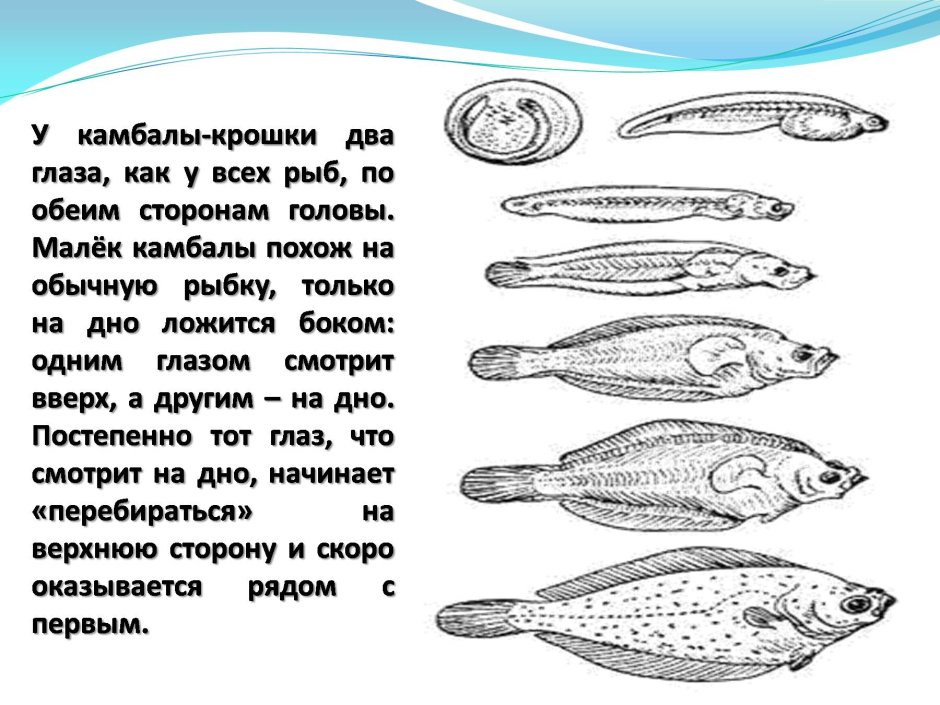Этапы развития камбалы