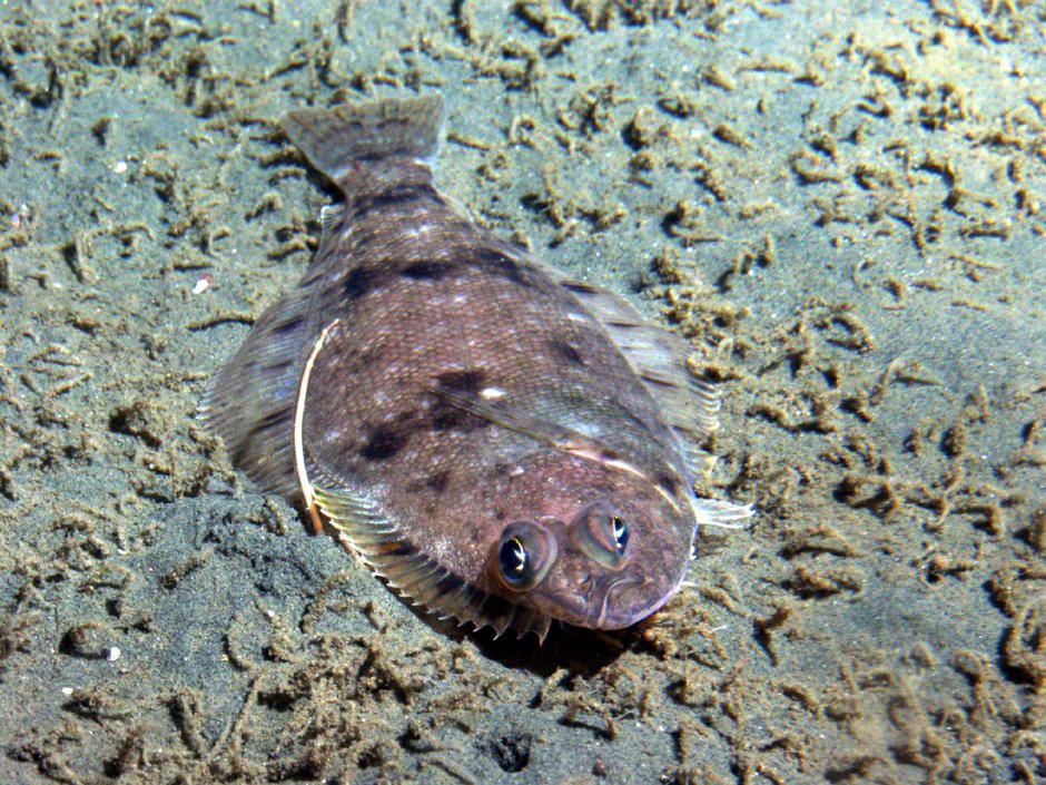 Calloplesiops altivelis