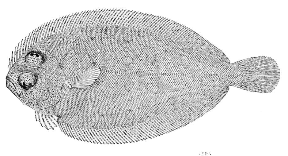 Bothidae larval