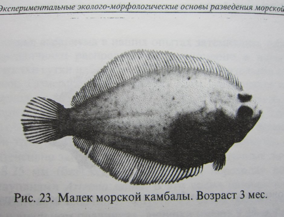 , Арноглоссы Кеслера