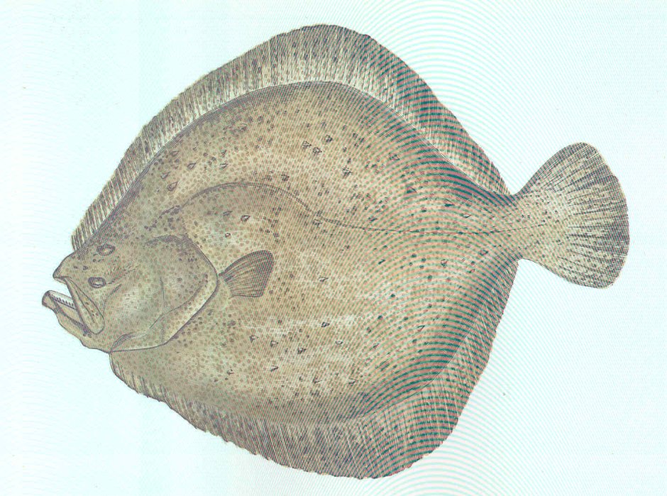 Flounder engraving