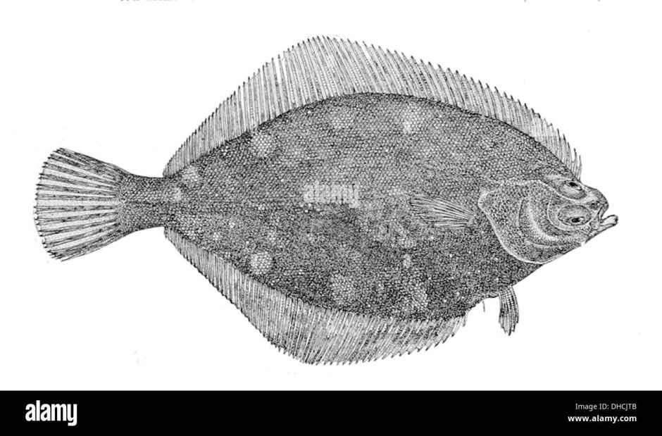 Lepidopsetta polyxystra