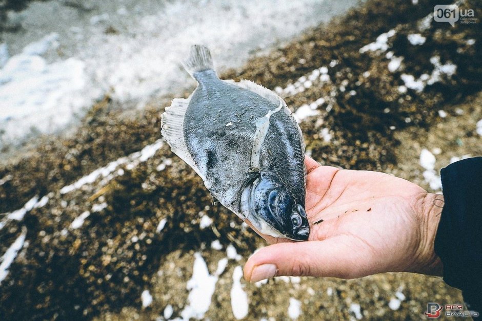 Атлантическая сельдь нерест