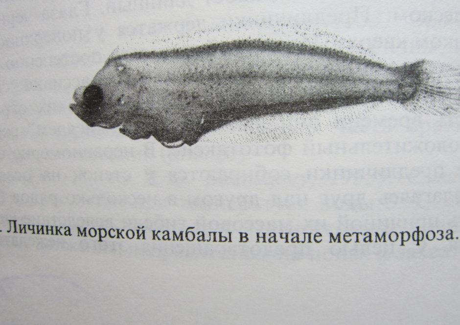 Личинка камбалы