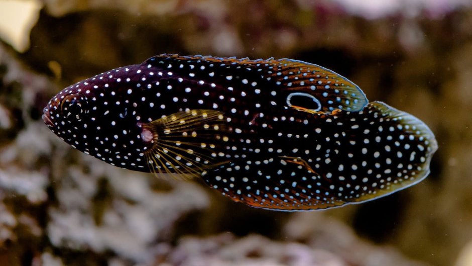Камбала Азовского моря