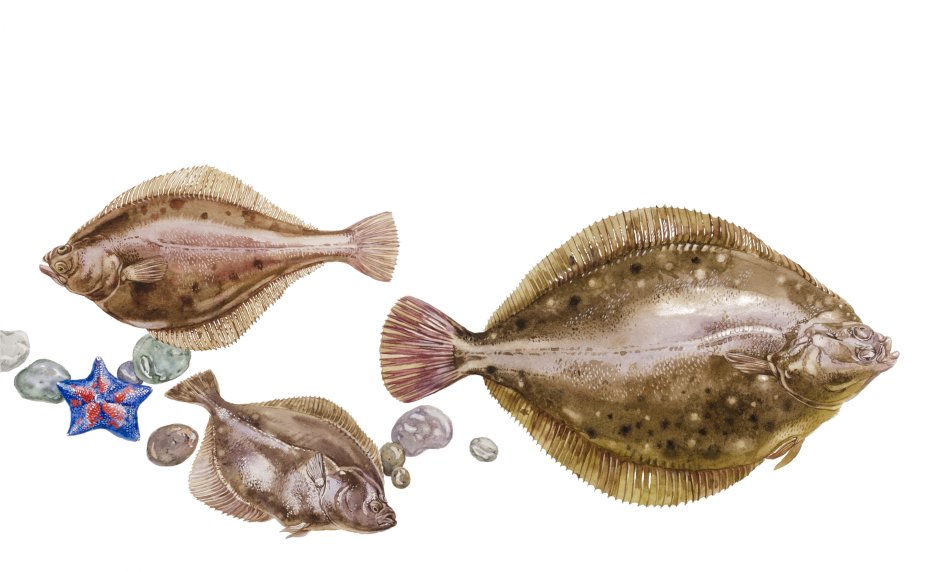Морская камбала мальки