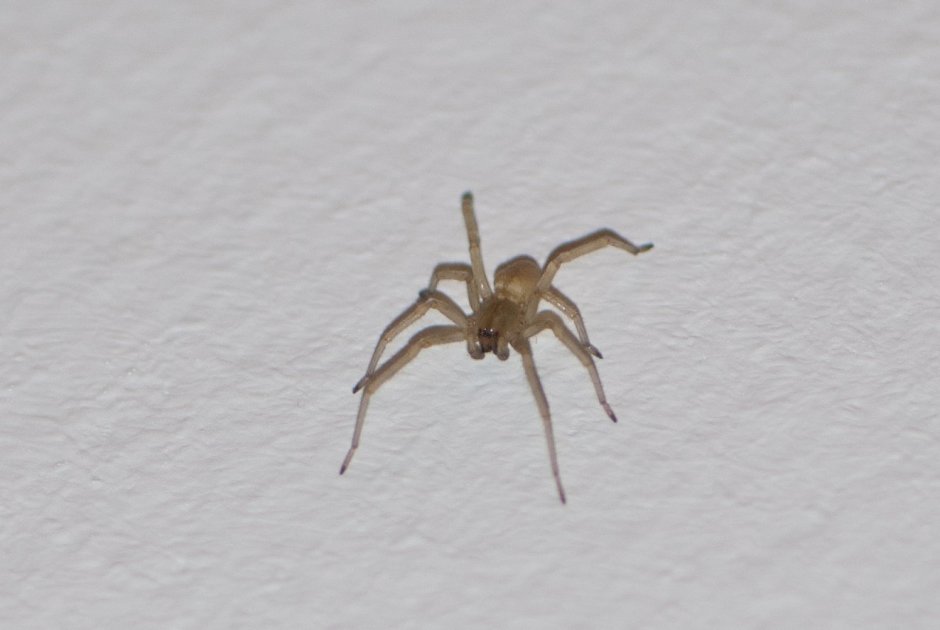 Домовой паук Tegenaria Agrestis