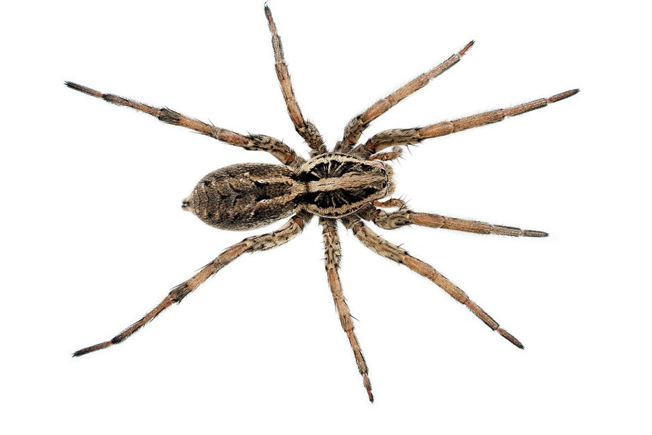 Паук Araña araignee Ragno