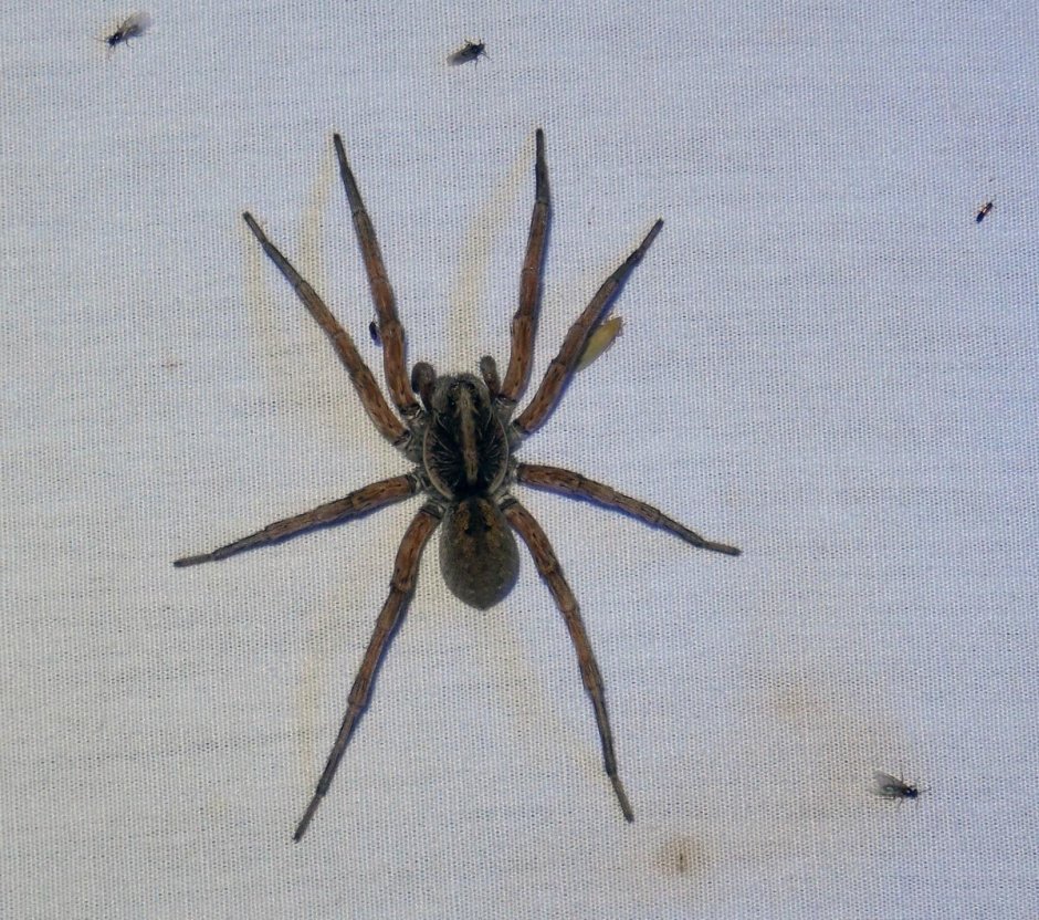 Phalangium Opilio