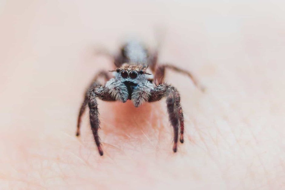 Паук urozelotes