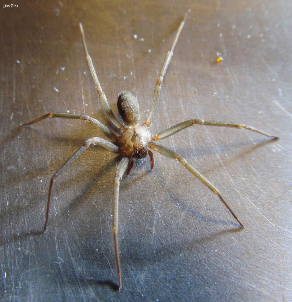Паук-птицеед Heteroscodra maculata