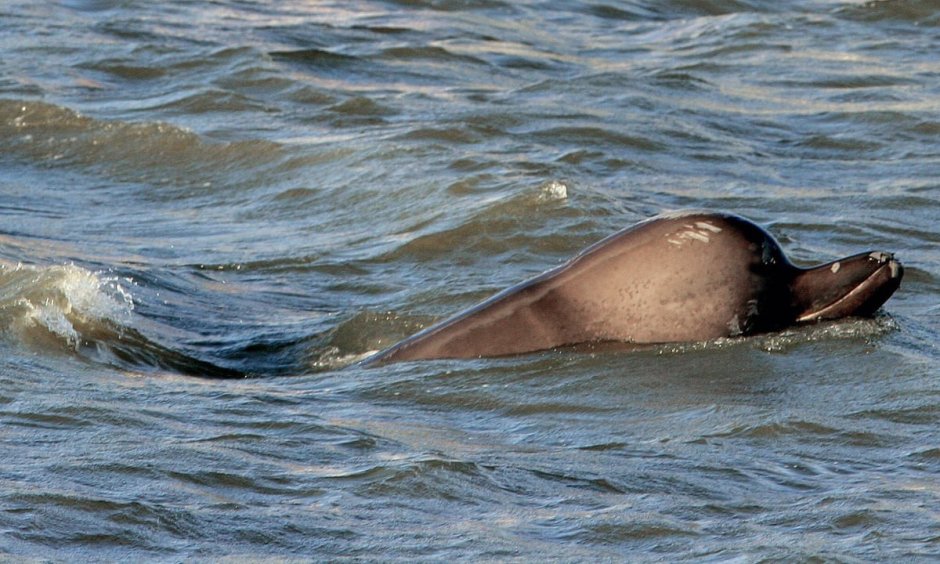 Высоколобый бутылконос (Hyperoodon ampullatus)