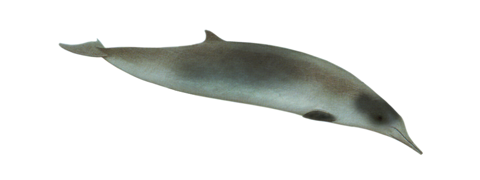 Ziphius cavirostris