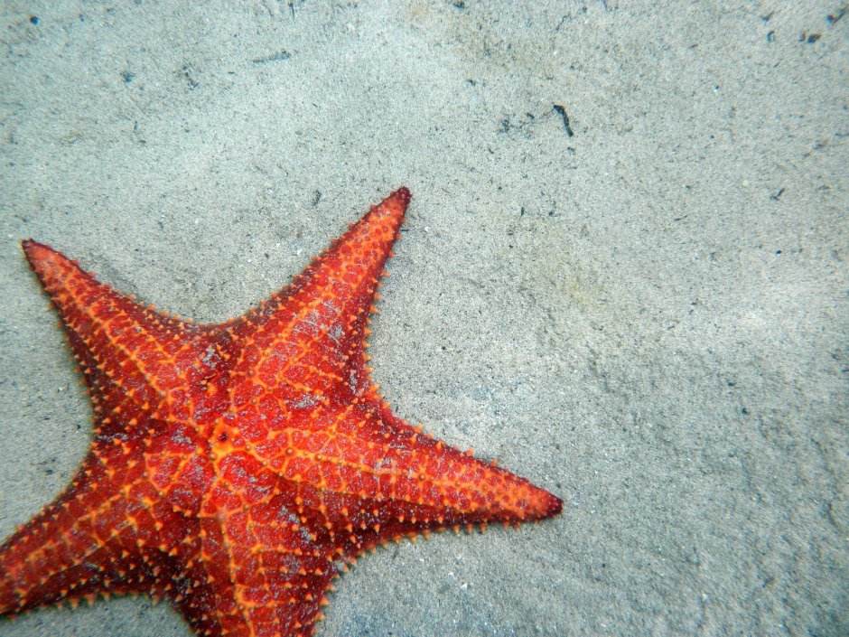 ПАКСИЛЛОНОСНЫЕ морские звёзды