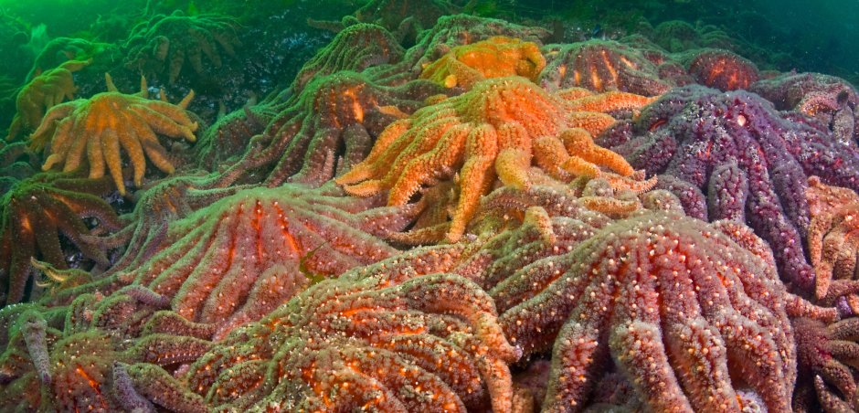 Маленькие морские звезды
