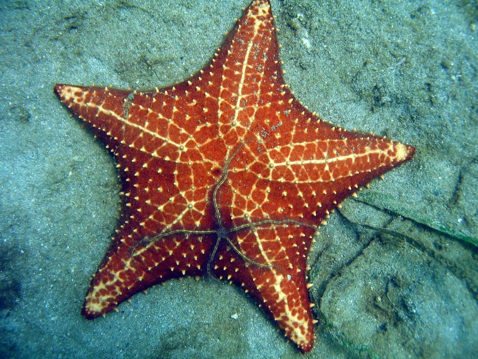Цвет морской звезды