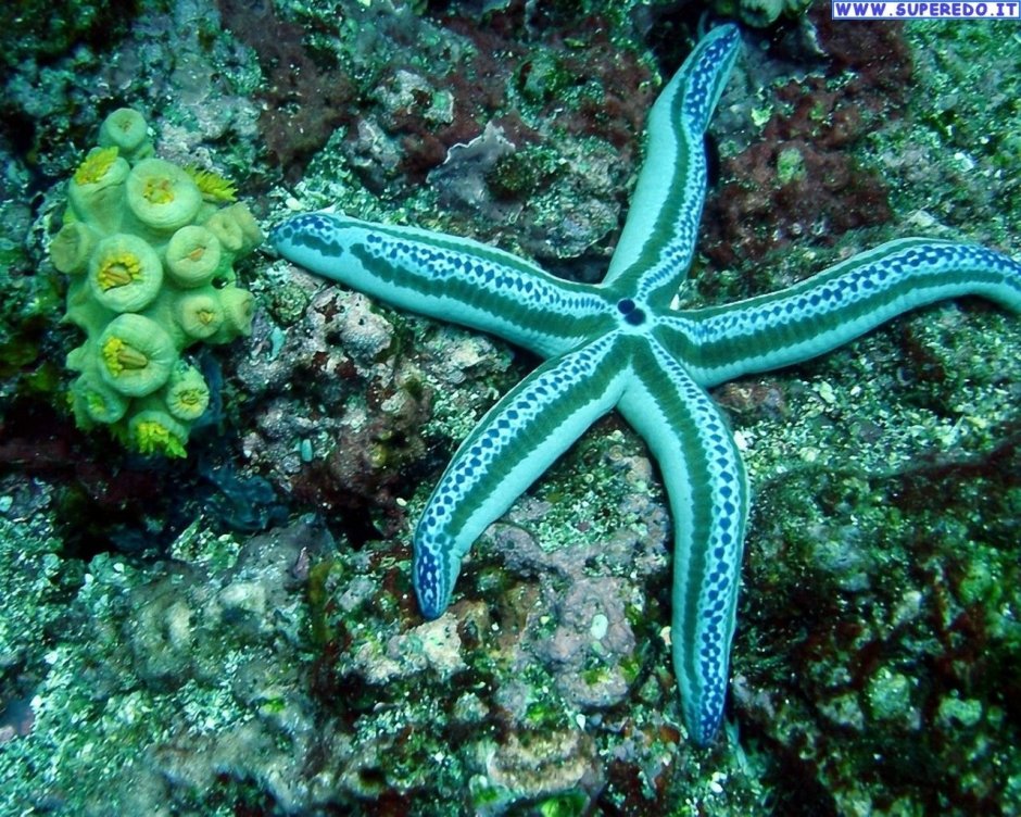 Остров Саона Доминикана морские звезды