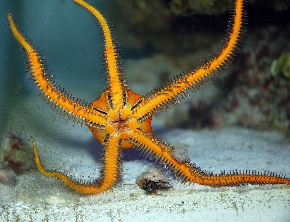 Морская звезда красный Астериас