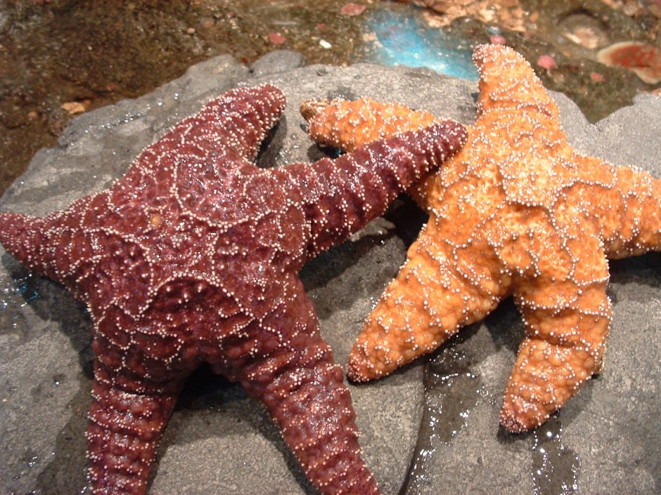 Iconaster longimanus