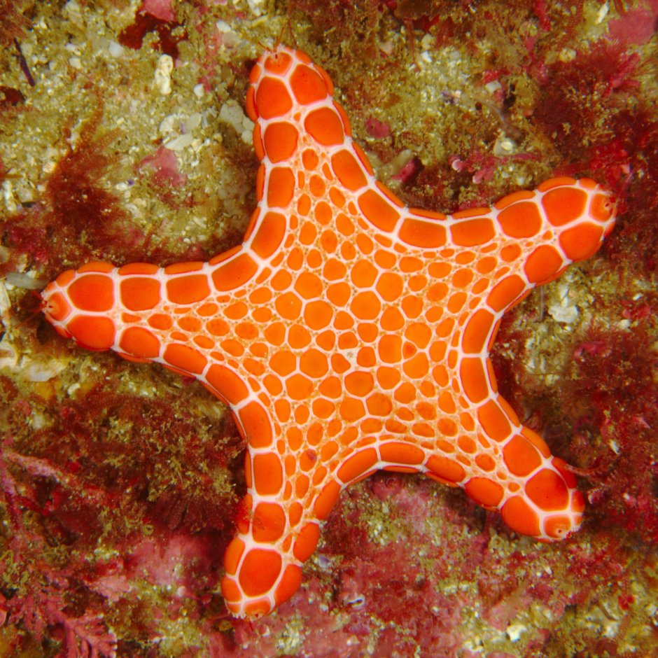 ПАКСИЛЛОНОСНЫЕ морские звёзды
