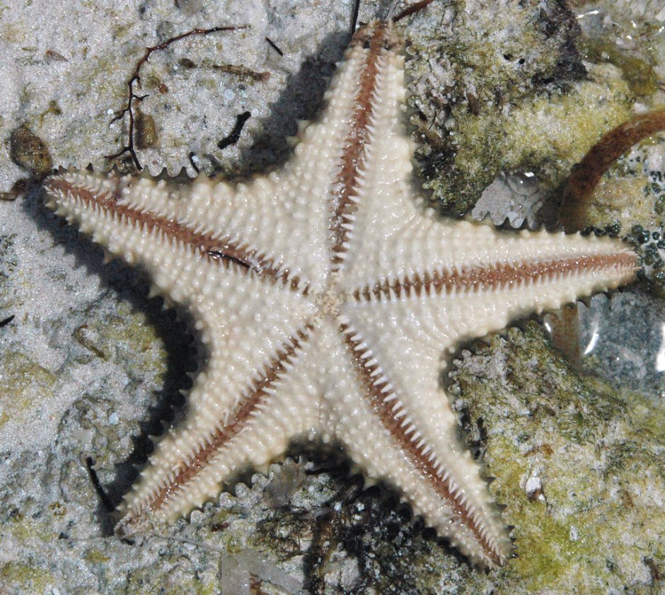 Иглокожие Echinodermata