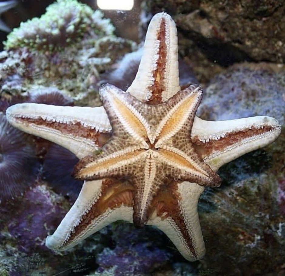 Морская звезда в руках