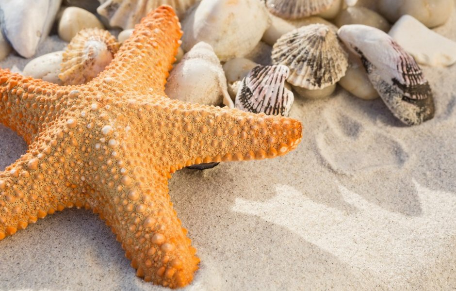 Морская звезда Lunckia Columbiae