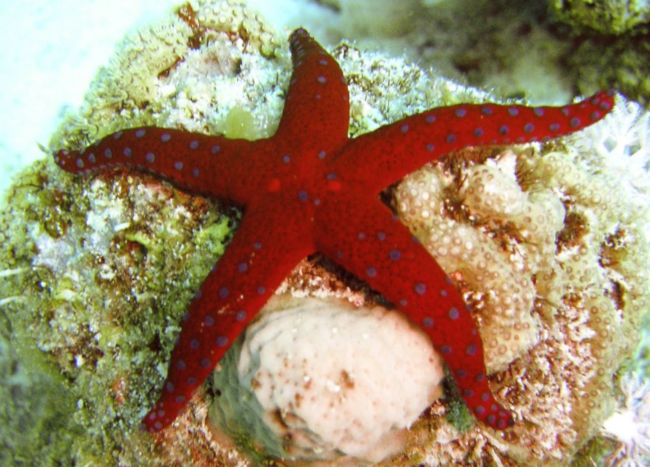Регенерация морской звезды