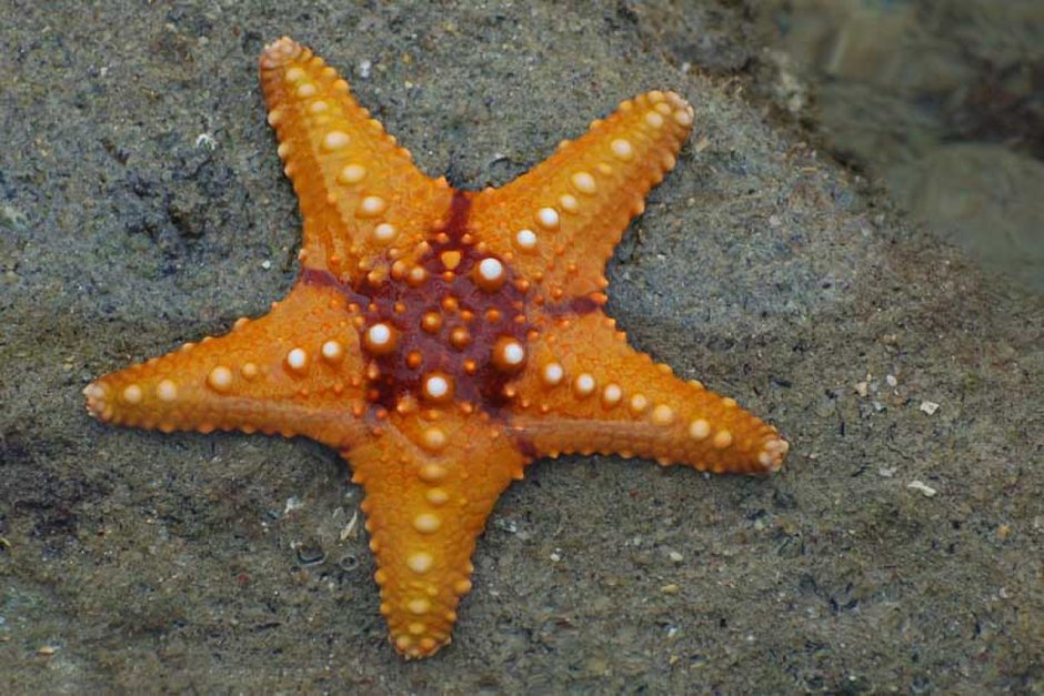 Глубоководная морская звезда