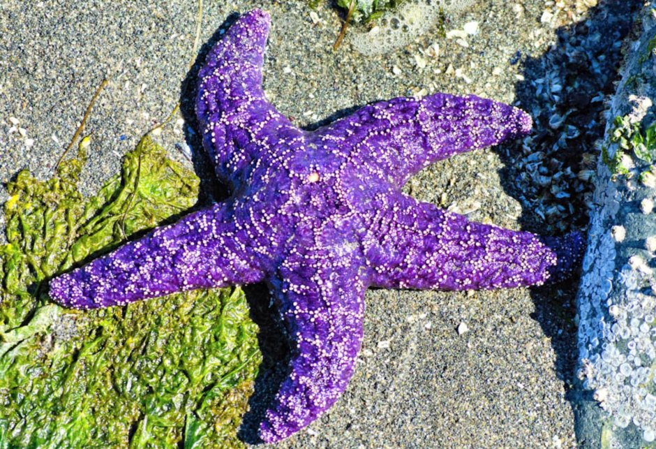 Asterias Rubens