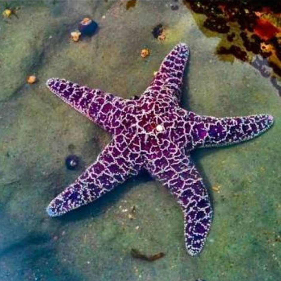 Остров Саона морские звезды
