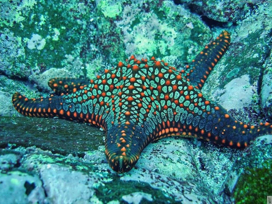 Морские звезды красного моря