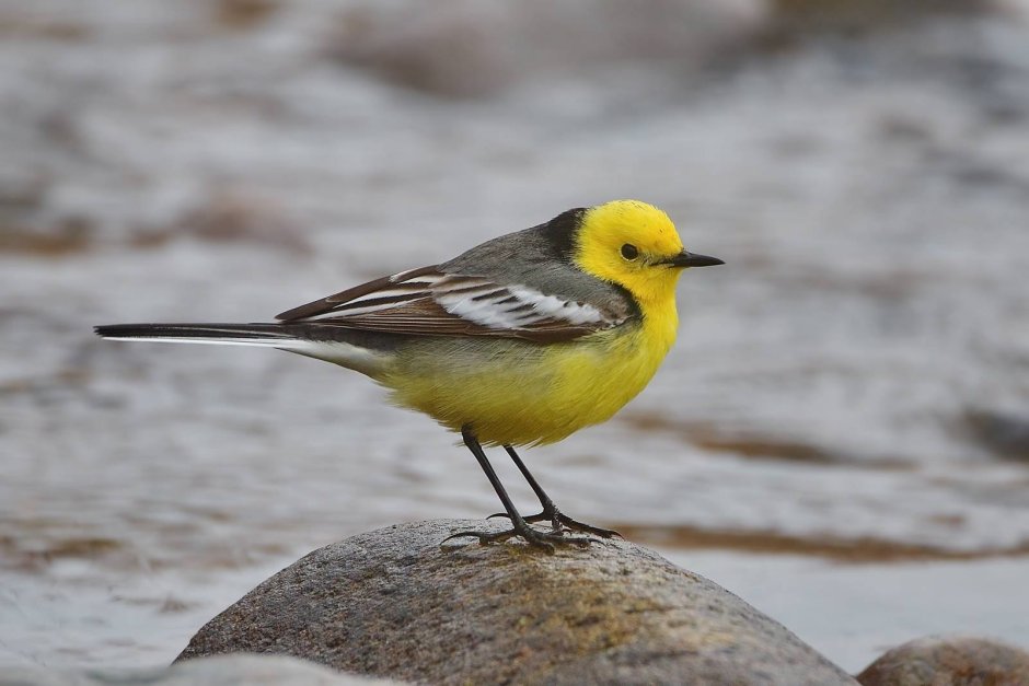 Motacilla aguimp