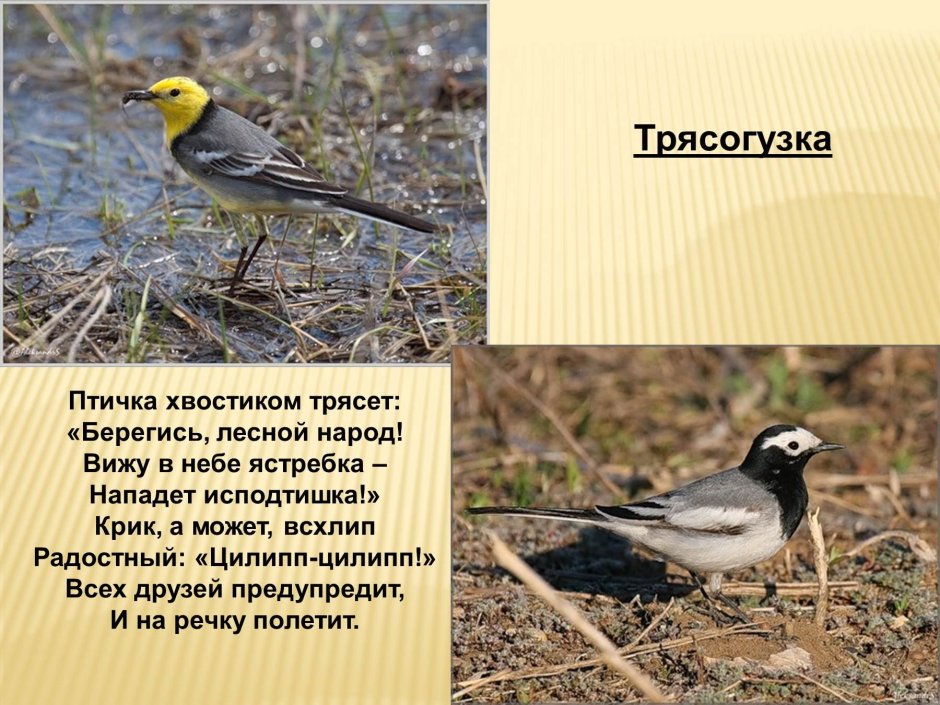 Желтоголовая трясогузка самка
