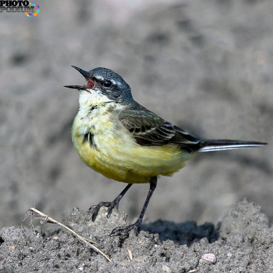 Трясогузка белая ‒ Motacilla Alba (l., 1758)