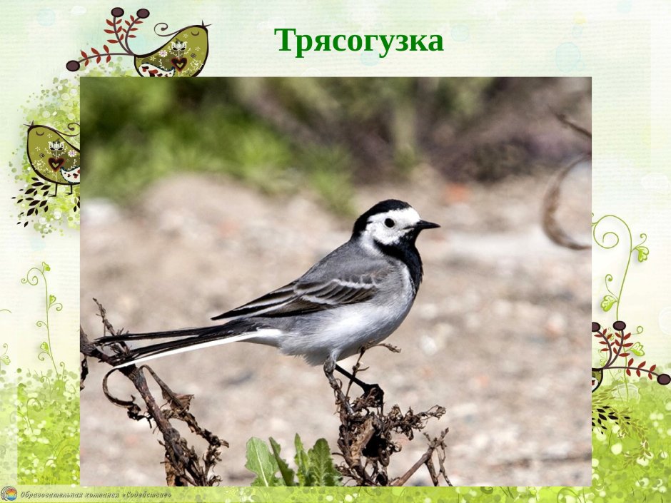 Белая трясогузка