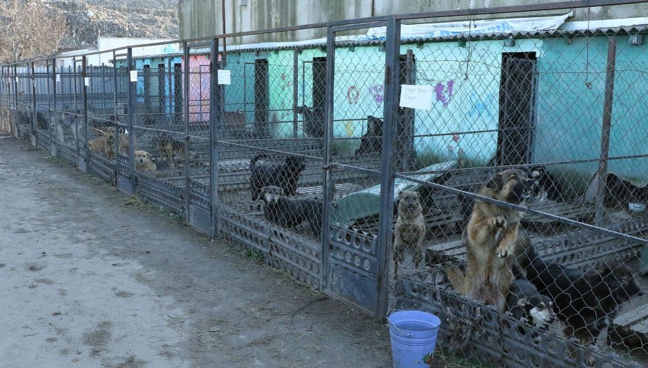 Приют для бездомных животных в Симферополе