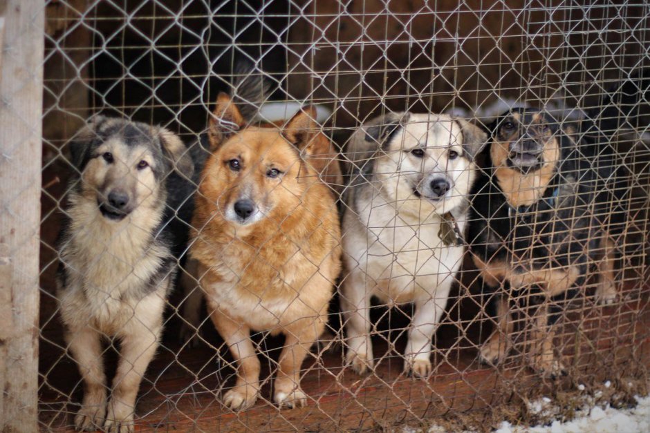 Кожуховский приют для бездомных животных
