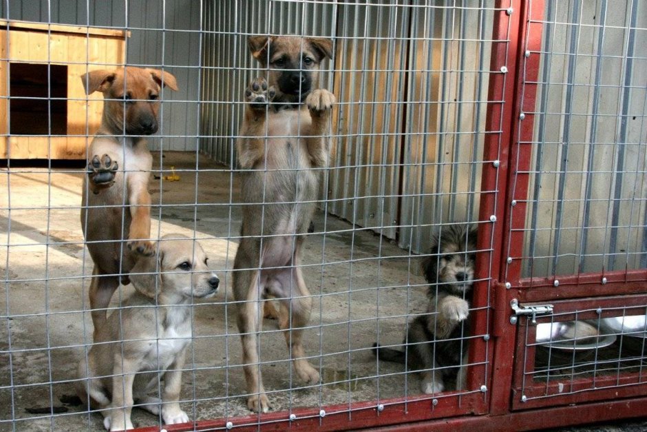 Приют Дора для собак Воронежская область