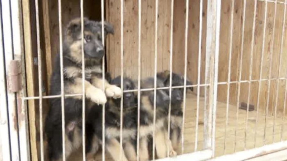 Акция для питомников собак