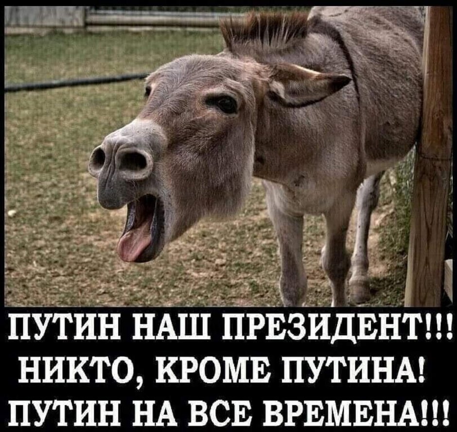 Уродливый ишак