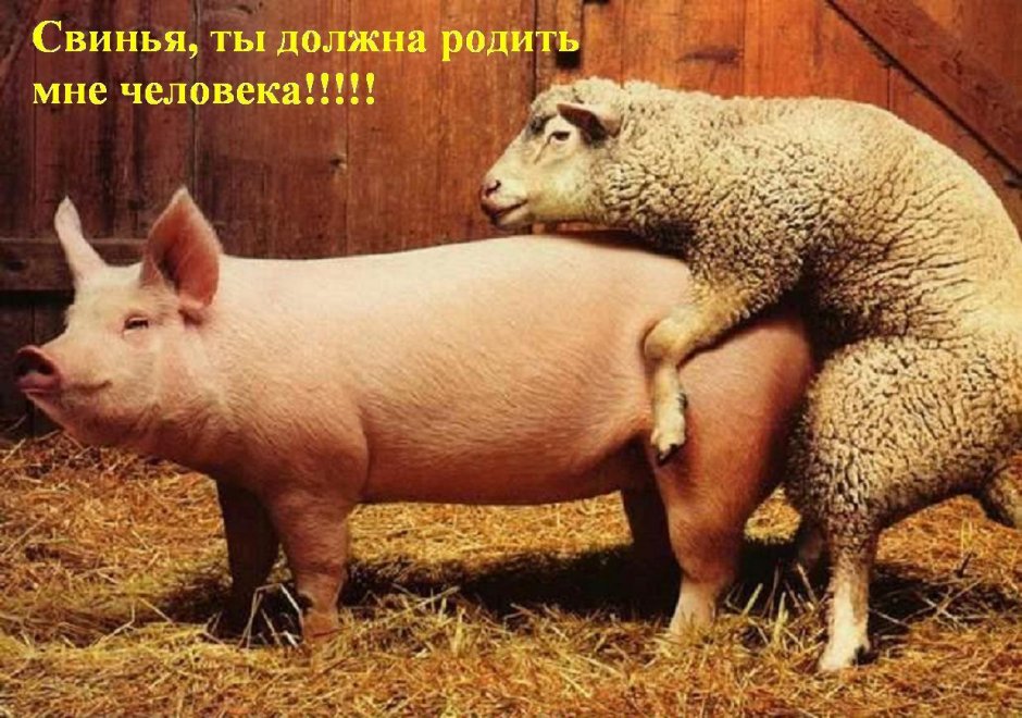 Свинья Барон