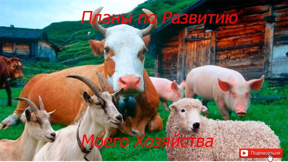 СХ животные