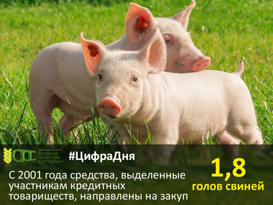 Свиньи пасутся