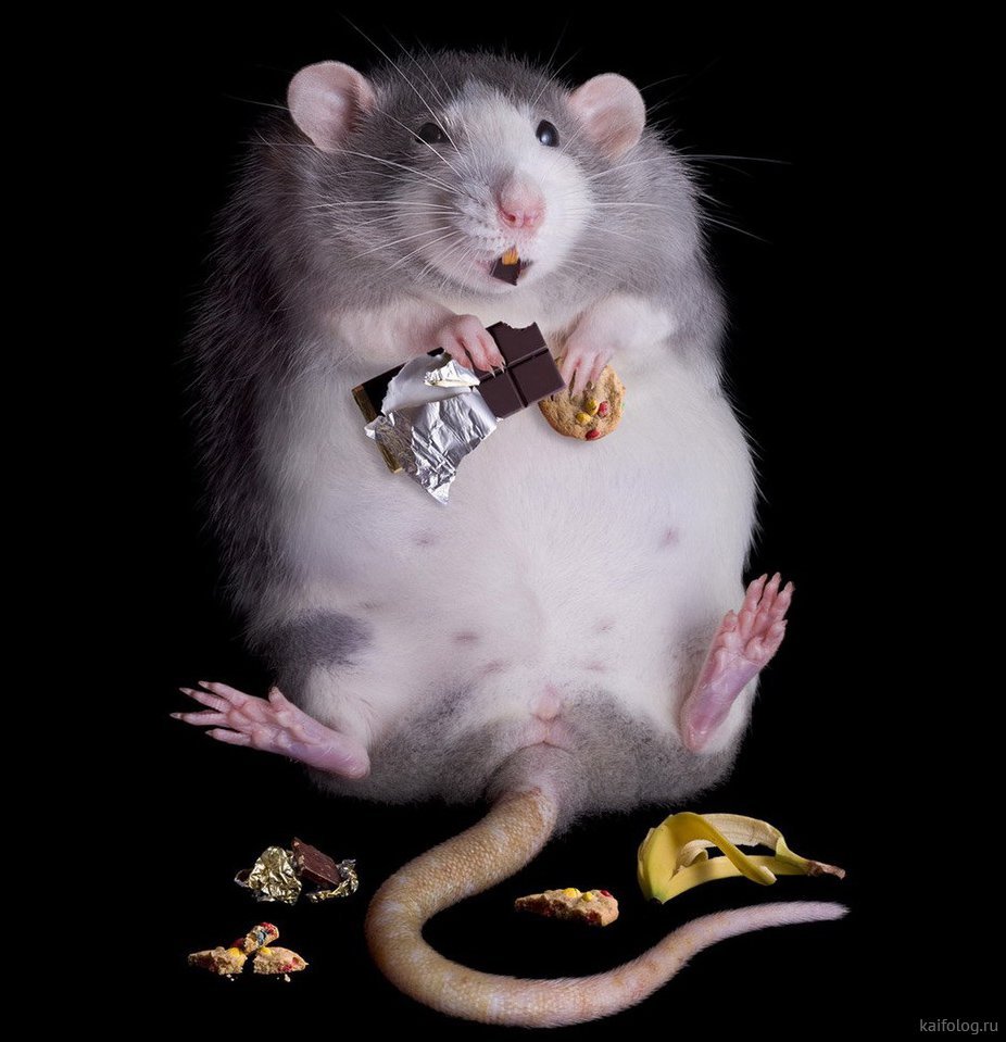 Толстая крыса