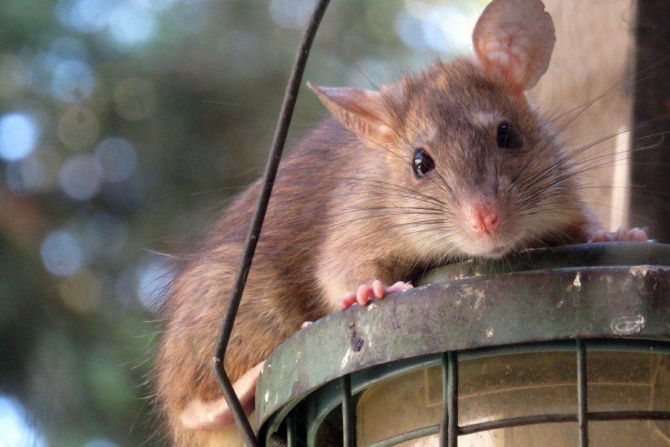 Пальмовая крыса