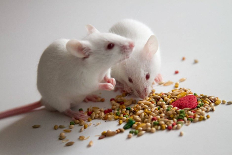 Много белых мышей